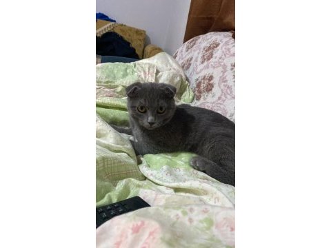 5 aylık dişi scottish fold