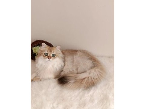 British longhair lilak golden erkek sevimli cana yakın