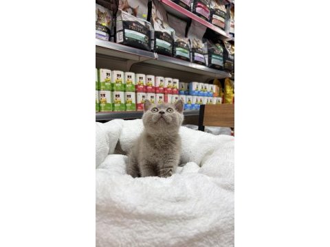 Koca kafa erkek güzeli british shorthair