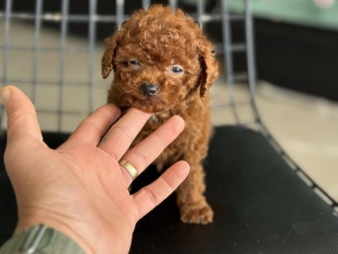 Show kalite tea cup kore poodle ziyarete açık