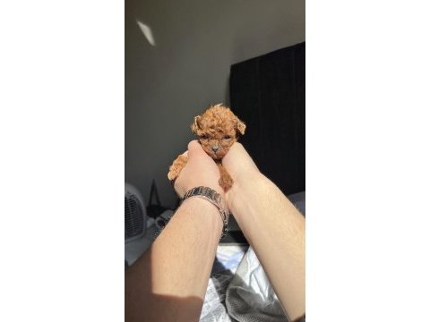 Kore red brown toy poodle yavruları