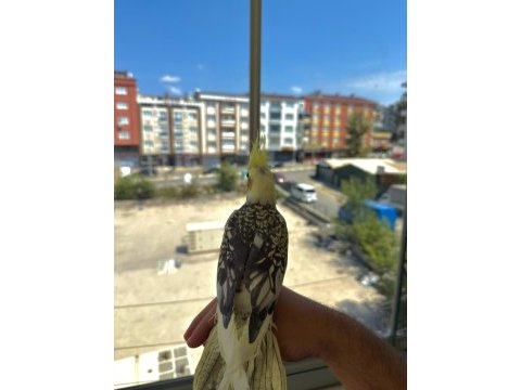 Ev üretimi sultan papağanı yavruları 5 & 3.5 aylık