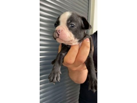 French bulldog yavrular , balıkesir / merkez