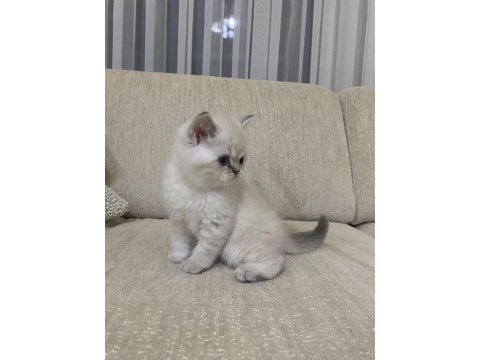 Koca kafa kedilerimiz aa kalıte safkandır