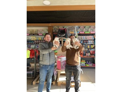 Yeni kediciden show kalite brıtısh shorthaır yavrulr ank