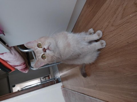 Linda dişi british shorthair