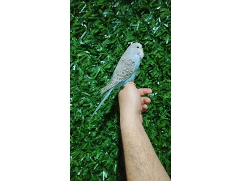 Elde duran ısırmayan yavru muhabbet kuşları
