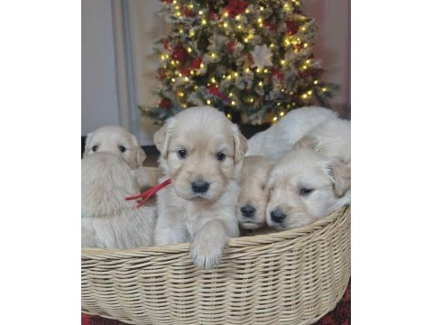 Safkan golden retriever yavrular