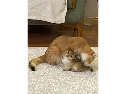 Golden british shorthair ay12 ve ny12 yavrular
