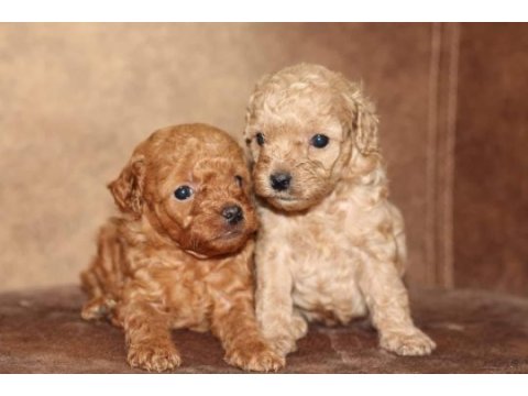 Toy poodle yavrular ırk sağlık garantili