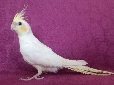 Yavru yetişkin sultan papağanları