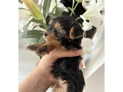 A kalite yorkshire terrier bebeklerimiz