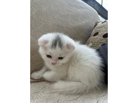 Scottish fold 45 günlük yavru