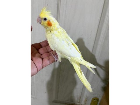 41 günlük ful evcil lutino bebek sultan papağanı