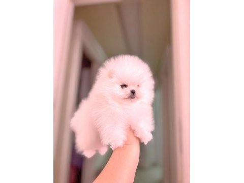 Pomeranian boo orijinal teacup 2.5 aylık parazitler tam