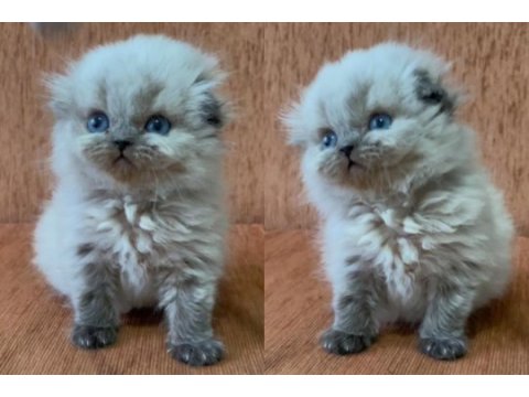 Minik scottish fold longhair prenses