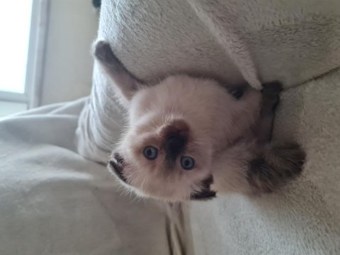 Scottish fold / siyam