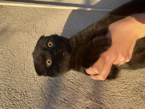 Harika siyah renkte scottish fold yavru