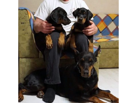 Kıng doberman yavruları