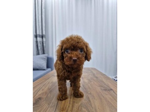 Dark brown kore toy poodle bebekler