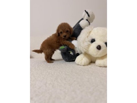 Mini toy poodle kore kan