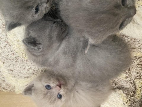 British shorthair bebekler