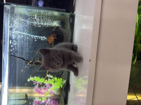British shorthair yavrusu