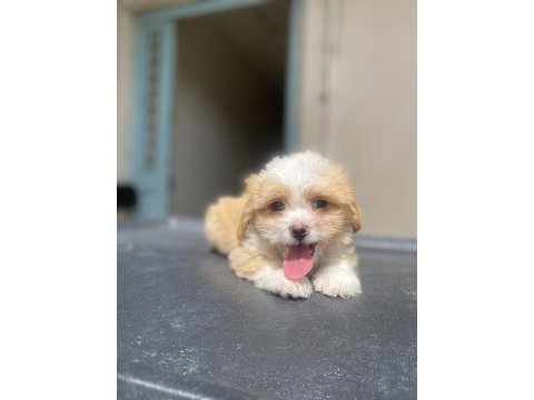 Süper maltipoo yavrular