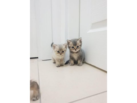 Golden british shorthair yavrular yuva arıyor