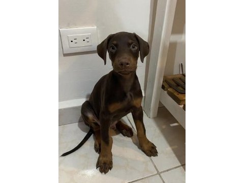 Doberman yavruları