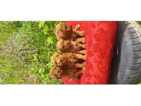 Bal böcekleri poodle köpekler