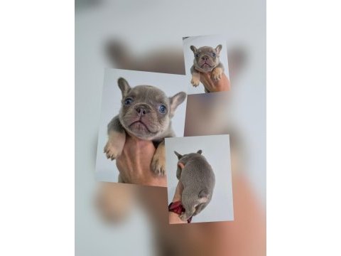 Lilac and tan erkek french bulldog (isabella carrier) izmir