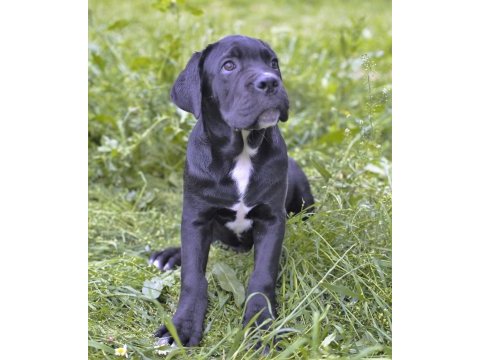 Şecere belgeli ırk ve sağlık garantili cane corso yavrular