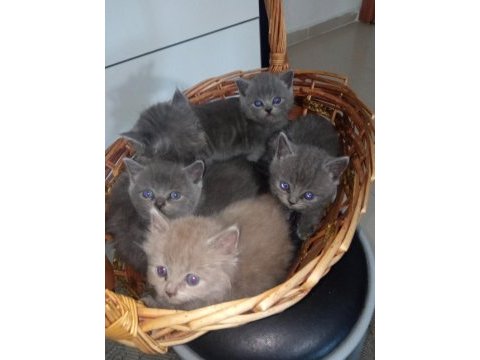 British shorthair yavrular