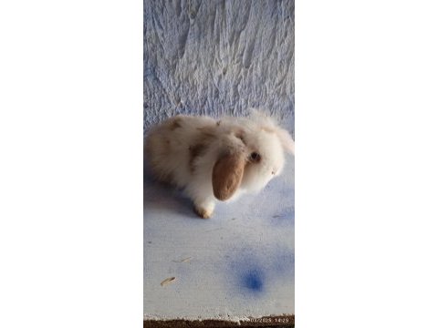 Damızlık altı teddy lop tavşanlar 3 aylık