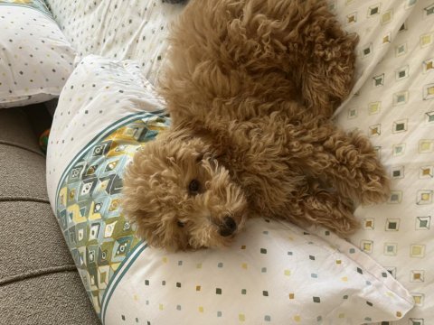Güzel poodle oğluma yuva arıyorum