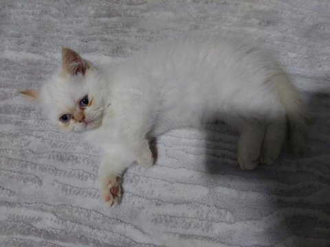 Kısa tüylü iran kedisi
