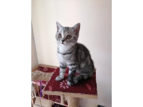 Alanya dişi british shorthair
