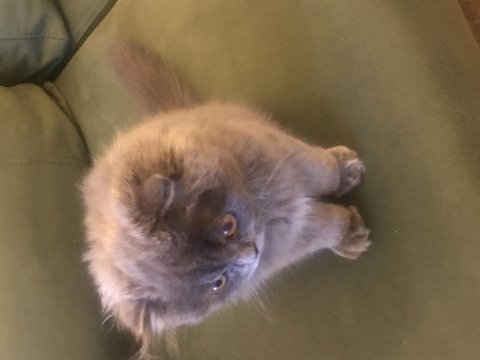 Yuva arıyor british longhair