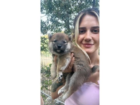 Shiba inu yavruları