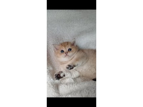 Veteriner kontrollu golden bebeklerimiz