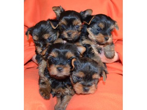 Orijinal yorkshire terrier yavrular