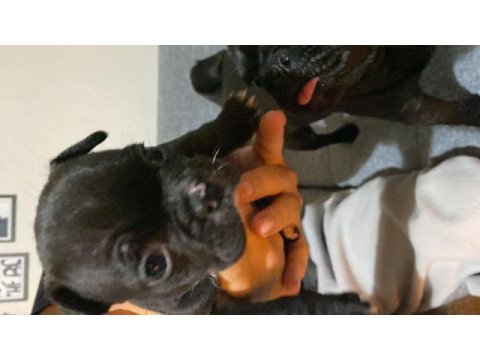 French bulldog bebek yuvaya hazır