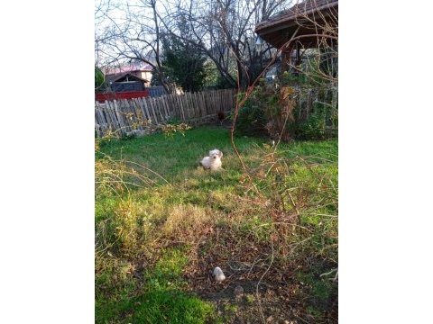 8 aylık erkek maltipoo yavru