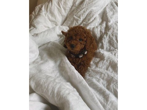 Toy poodle yavrularımız