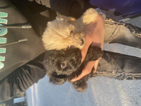 A kalite maltipoo yavrular