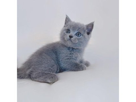 British shorthair yavruları