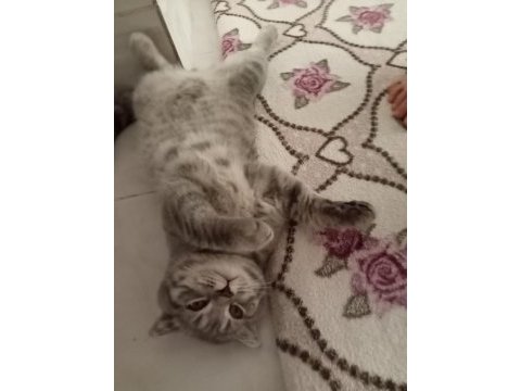 Scottish fold yavru
