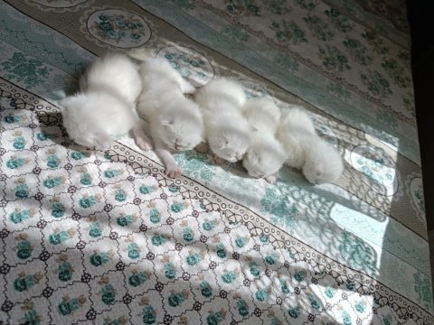 Rezerveye açık ayı surat kar beyaz british bebeklerim