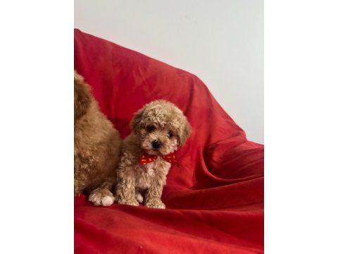 Maltipoo ırk ve sağlık garantili